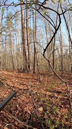 SPRING THUNDER #turkeyhunting #spring