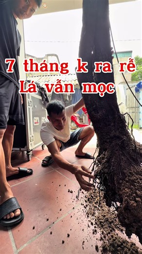 7 tháng rồi đấy #theanh28 #quycaynhat #hatkichre #loduongchat #thuoclua