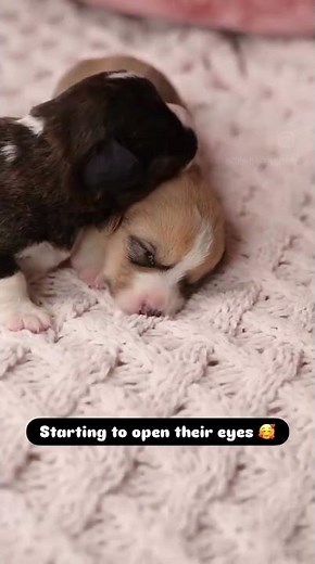 Corgi Puppy Comparison-how do they measure up? #puppy #cute #corgi #pets