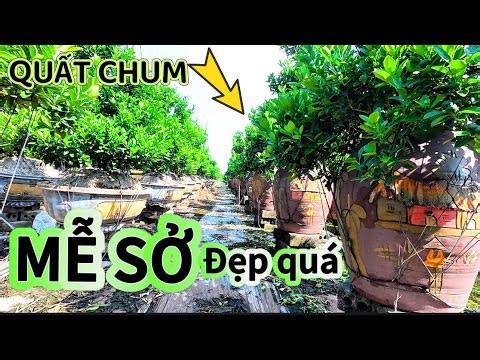 Tận mắt nhìn vườn quất chum XÃ MỄ SỞ VĂN GIANG HƯNG YÊN : Quất Cảnh Tết 2027