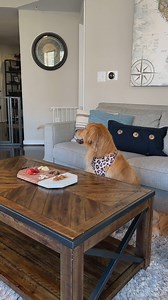 2.4M views · 25K reactions | As seen on the Tonight Show and the Rachael Ray Show! Ellie and Emma demonstrate their impulse control, which is a crucial aspect of their therapy dog training. #goldenretriever #dog #taste #foodie #dogtraining #happy #cute #bffs | Ellie Golden Life | Facebook