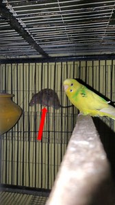 1.1M views · 2.4K reactions | Every night, the same problem | Bird Solution | Facebook