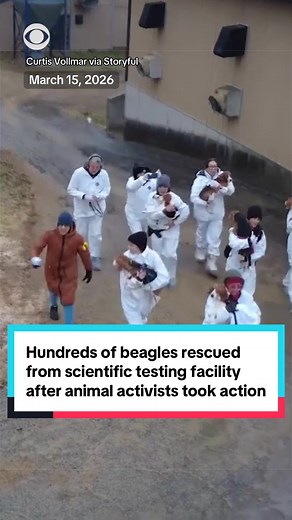 After animal activists broke into Ridglan Farms in Wisconsin back in March to rescue several beagles being used for scientific testing — and months of protests — the facility recently agreed to sell 1,500 of their 2,000 dogs to organizations, like Big Dog Ranch Rescue. Now, dozens of the animals are being taken to properties like this one in Blue Mounds, Wisconsin to get checked out by veterinarians before being transferred to rescue shelters and centers that will help them find their forever ho