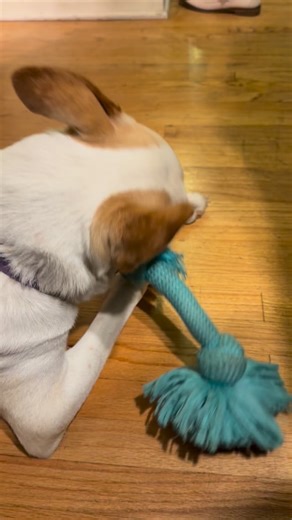 Checking in on the status of the Playology rope. Day 82. Still holding up. | Tom Merritt