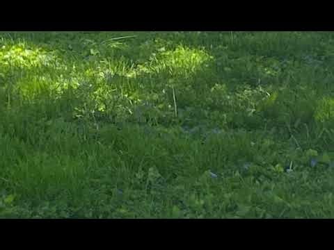 90's Speedcore Radio Show Vol. 1: Raising The BPM's