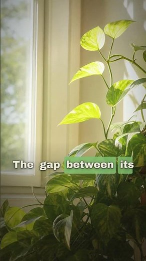 Why Your Pothos Grows Long and Leggy (It Is a Light Problem)