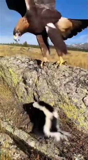 Predation in Real-Time: A Handheld Camera's Unedited Document of Nature