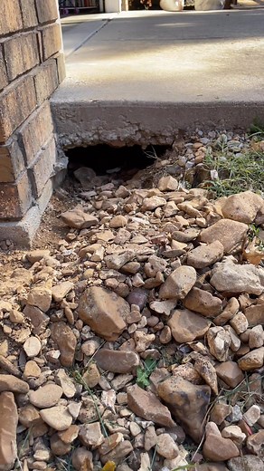Me out and about setting live traps for Chiltons! This is at my mommas house. I think whatever this is, is building a mountain lol. #Pest control #livetrap #groundhog Chilton's Environmental Termite & Pest Control | Laysa Bilyeu Putnam