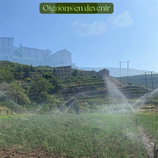 L’Oignon doux des Cévennes AOP, c’est un savoir-faire unique et un engagement de chaque instant, du champ à votre assiette.🍽🍽🍽🍽 | Association de Défense de l'Oignon doux des Cévennes