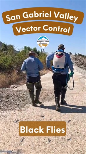 What does vector control do about black flies in the San Gabriel...