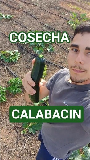 Recoger Calabacin #iosef_ftv #agricultura #huerto #calabacín