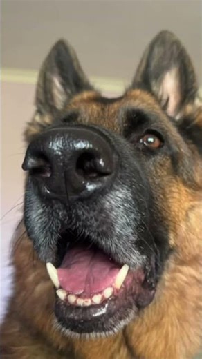 Happy Sunday beautiful humans ❤️❤️ #germanshepherd #dog #gsd #doglover #pets #weekend #shorts