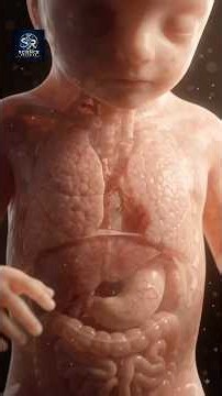 How Do a Baby’s Lungs Develop? 😮 From Tiny Buds to First Breath #baby #lungs #Shorts