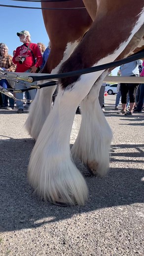 Even the Budweiser Clydesdales love visiting Manistee County beaches! ❤️🌊 Special thanks to Ludington Beverage, Manistee Area Chamber of Commerce and the City of Manistee for bringing these beauties back to #mymanistee #budweiserclydesdales #puremichigan | Manistee Tourism