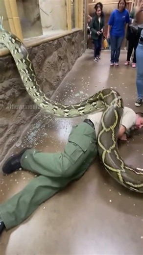 Python Enclosure Breakout