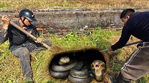 5K views · 55 reactions | Tracking and Finding Two Giant Cobras Hunting for Prey #indonaturevalues | Indo Nature Values | Facebook