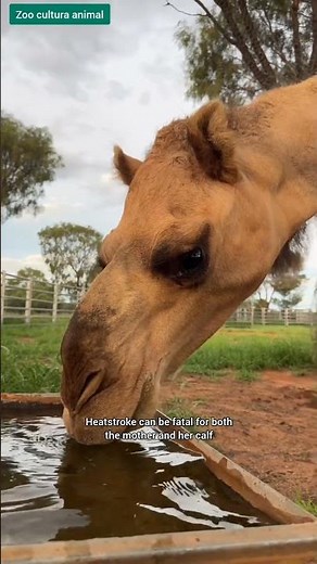 What Is She Doing to This Camel?