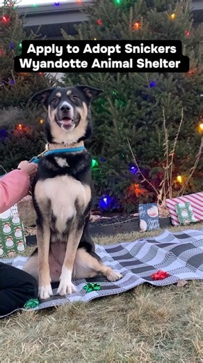 🐕 Adopt Snickers: Ready for New Beginnings 🐾
