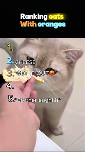 Ranking cats reaction with oranges 🤣😂🍊#ranking #catsreaction #shorts #funny