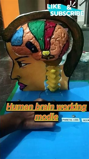 "Brain modle project for exhibition". #shortviral ‪@Mallikarjunpsm‬.