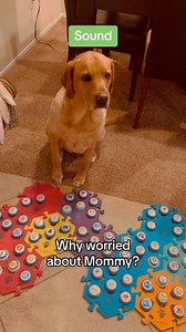 870K views · 120K reactions | Why is Copper worried? . . Save 12% on your own buttons over $50 with code: BestBrows. Also use code: BOOTCAMP016 is good for free Button Bootcamp! . . . . . #smartdog #talkingdog #dogtalk #worldoflabs #labsofinstagram | The Chatty Lab | Facebook