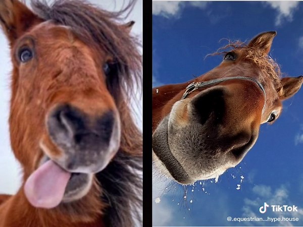 Beautiful Live Horse Wallpapers for Bestie