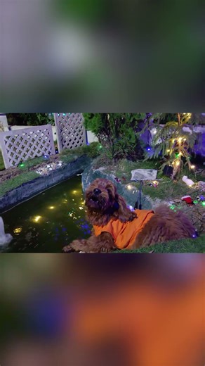 My Cockapoo Puppy Thinks the Fountain is Alive 😂💦