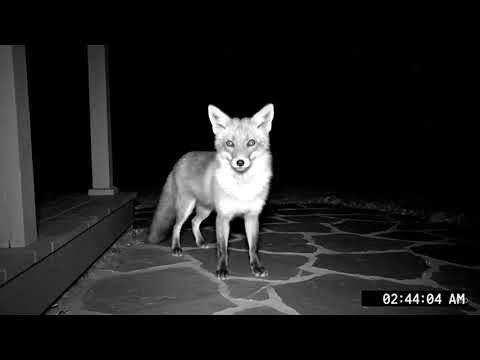 Nature at Night | Hidden Life Recorded on CCTV”