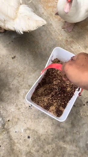 Give him a breakfast that always meets the energy needs of muscovy duck so that 🏃‍♂️‍➡️🏃‍♂️‍➡️🏃‍♂️‍➡️ #duck #muscovyduck #pato #alimentos #patos #animals | Tolay Garage