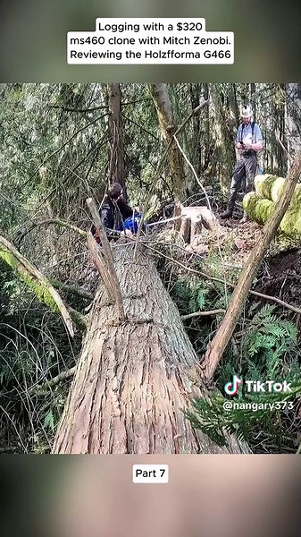 #guiltyoftreeson #treework #woodcutting #woodworking #chainsaw