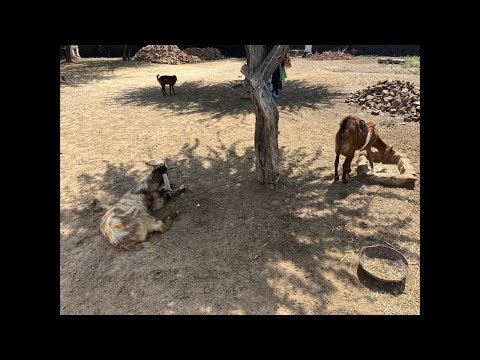 Desert Goats Lovers is live