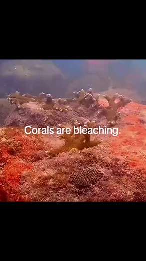 Corals are bleaching. Glaciers are melting. Forests are burning. Storms are worsening. Sea levels are rising. The climate crisis is real. Not a hoax. #environmentalistbro #climatecrisis #earth