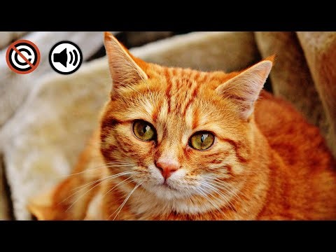 Cat Sound Effect - Cats Sounds | No Copyright Sound Effect | Free Sound Effect