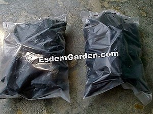 Bom Akar, Armillary: Bagaimana Untuk Melawan? 🌿 Semua Tentang Berkebun Dan Reka Bentuk Taman - 2025