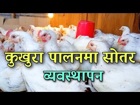 Boiler Kukhura Palan l Poultry Farming in Nepal