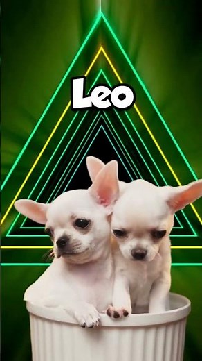 Los 8 nombres más populares para un perro chihuahua macho #shorts #mascotas #chihuahua #canva