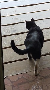 What is this stuff? ❄️ Peppers first snow, real life moments 🤣😆👀. #funny #pepper #whatisthisstuff #fblifestyle #reallifemoments | Renea-Jon's Travels