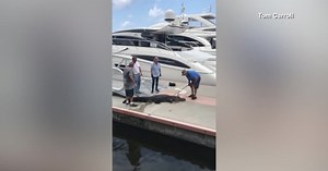 8-foot alligator pulled from harbor in Florida