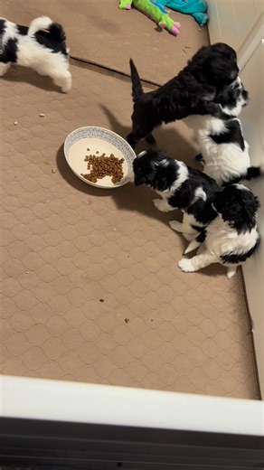 Lovebug Doodles on Reels