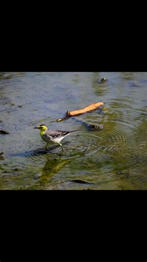 Beautiful Bird Chirping Video 🐦🕊️ #shorts #birdtrend