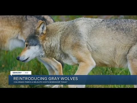 360: Reintroducing gray wolves in Colorado