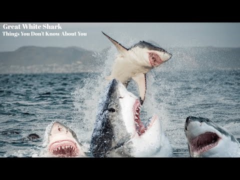 Great White Shark Documentary | The Apex Predator of the Ocean