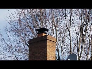 The rare Machine Gun Woodpecker sighting!