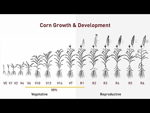 What source of sulfur is right for you?