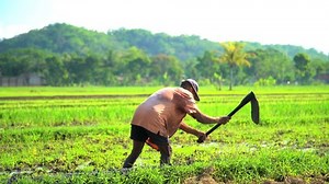 Indonesia - August 2016: Asian male manual worker using tool to dig irrigation trench in rice fields Java South East Asia