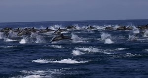 The true power of the oceans is felt in moments like this. Seas erupting as thousands of common dolphins take to the sky in synchronized flight 🌌 For 20 minutes, this pod porpoised at sustained speeds of 17 knots. It was one of the most moving wildlife spectacles we’ve ever been a part of! 🐬🖤 With crew Devin Hunt Kelly Kohls Adam Ernster Photography #condorexpresssb #condorexpress #seesb #santabarbara #socal #southerncalifornia #dolphins #commondolphin #ocean #sea #nature #oceanblessed #yours