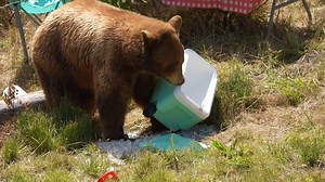 Is your campsite bear-proof? Here’s what happens if it isn’t! On Saturday we hosted our third annual Bear Camp event to celebrate National Black Bear Day. Guests watched the black bears destroy a mock campsite set up by their Keepers and learned how to be BEAR-ware while in bear country. U.S. Forest Service Rangers and Smokey Bear joined in on the day's festivities. For more information on how to stay bear-safe, read our blog: www.oaklandzoo.org/blog/how-to-bear-ware-in-black-bear-country We are