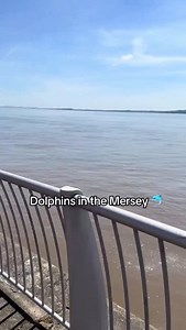 Dolphins have been spotted in the River Mersey 🐬🌊 | In Demand Radio