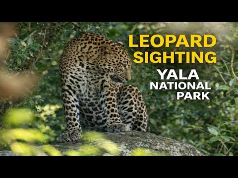 Leopard Sighting in Yala National Park | Sri Lanka Wildlife