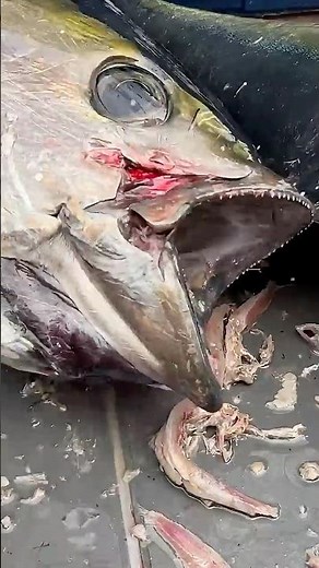 What have these yellowfin tuna eaten? #fishing #tuna
